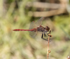 Sympetrum costiferum