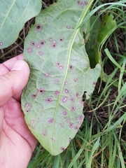 Puccinia phragmitis