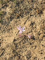 Colchicum laetum
