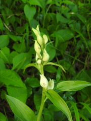 Cephalanthera damasonium