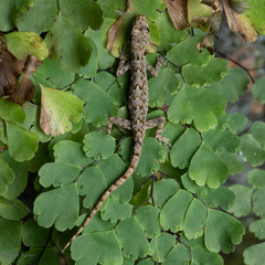 Cnemaspis palanica