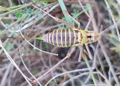 Ephippiger diurnus diurnus