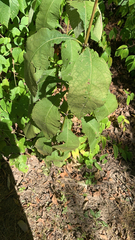 Eutrochium purpureum