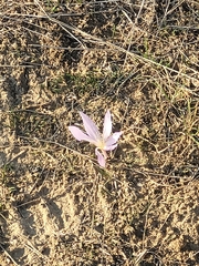 Colchicum laetum
