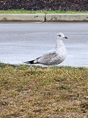 Larus delawarensis