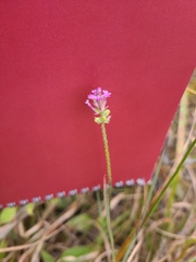 Polygala incarnata