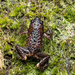 Uperodon montanus