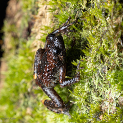 Uperodon montanus