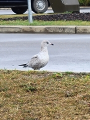 Larus delawarensis