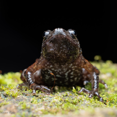 Uperodon montanus