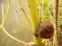 Fruticicola fruticum