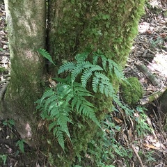 Athyrium arisanense