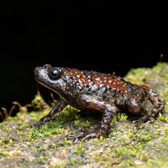 Uperodon montanus