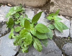 Parietaria officinalis