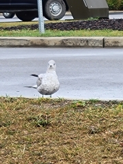 Larus delawarensis
