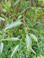 Salix euxina