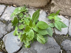 Parietaria officinalis