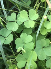 Oxalis stricta