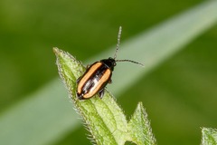 Phyllotreta