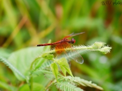 Neurothemis intermedia