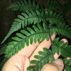 Athyrium arisanense