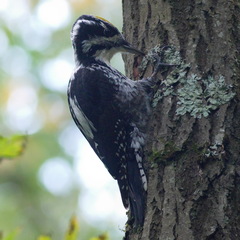 Picoides tridactylus