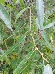 Salix euxina
