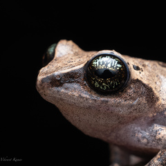 Green Eyed Bushfrog photo 4