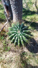 Echinopsis rhodotricha