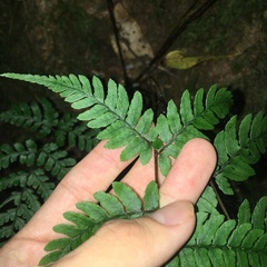 Athyrium arisanense