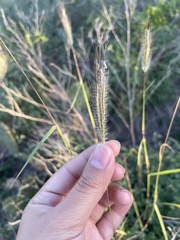 Dichanthium sericeum