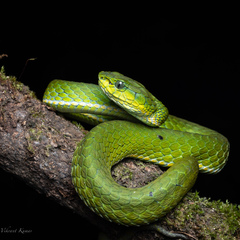 Craspedocephalus macrolepis