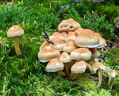 Hypholoma fasciculare
