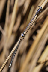 Argia hinei