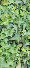 Hedera helix