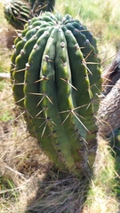 Echinopsis rhodotricha