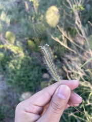 Dichanthium sericeum