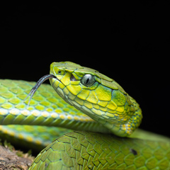 Craspedocephalus macrolepis