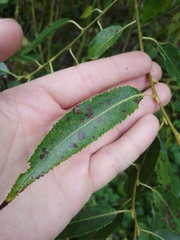 Salix euxina