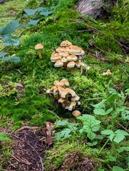 Hypholoma fasciculare