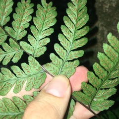 Athyrium arisanense
