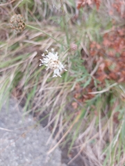 Cephalaria transsylvanica