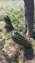 Echinopsis rhodotricha