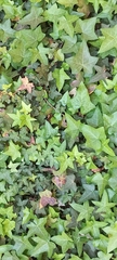 Hedera helix
