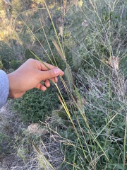 Dichanthium sericeum