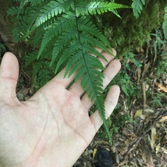 Athyrium arisanense