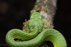 Craspedocephalus macrolepis