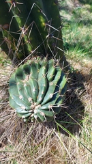 Echinopsis rhodotricha