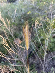 Dichanthium sericeum