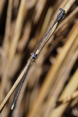 Argia hinei